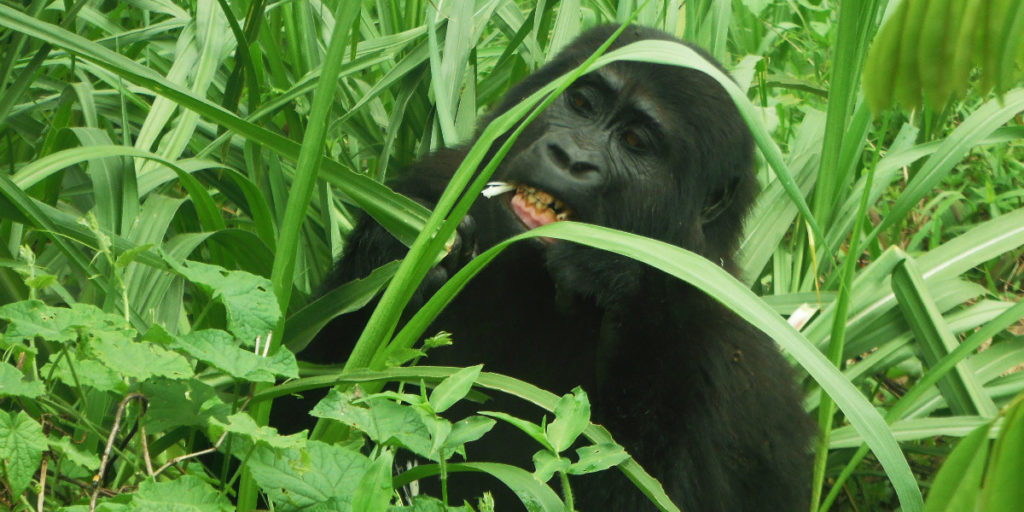 Gorilla tracking