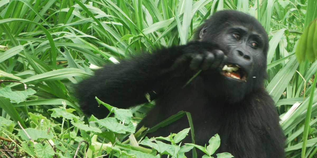 Gorilla Tracking in Uganda