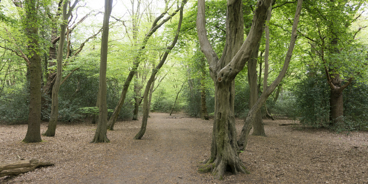 Prachtig fietsen van Kings Cross naar Epping Forest in Londen