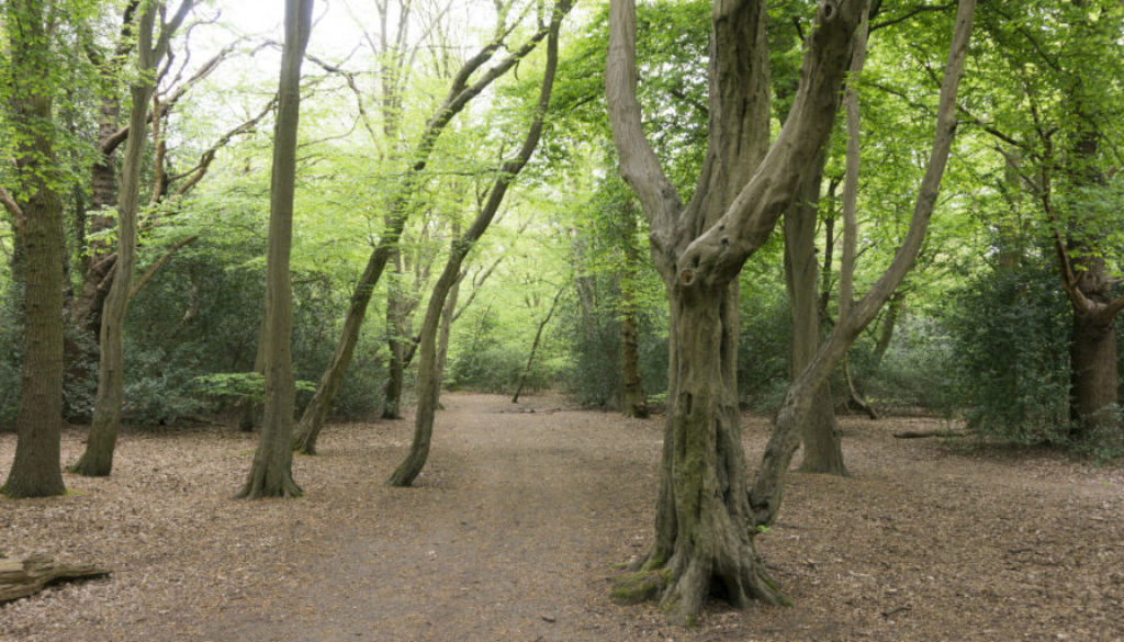 Forest in London