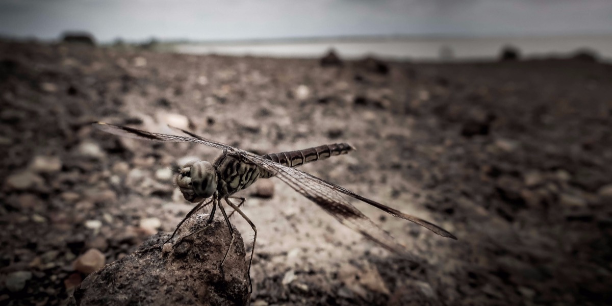 Lake Volta Dragonfly