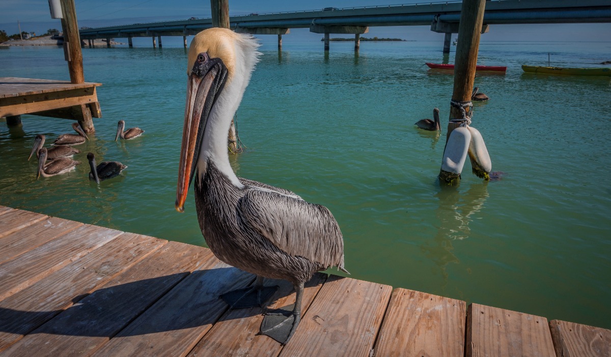 Pelican USA