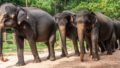 Sri Lanka Elephants
