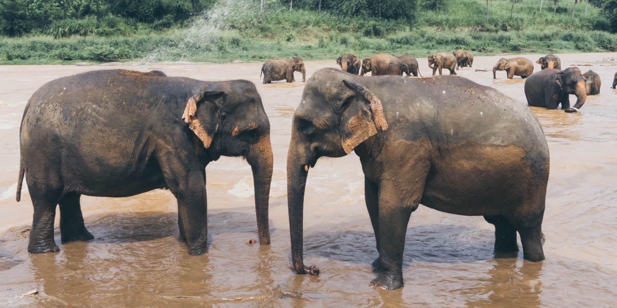 Pinnawala Elephant Orphanage