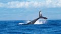 Spotting blue whales and swimming with giant sea turtles