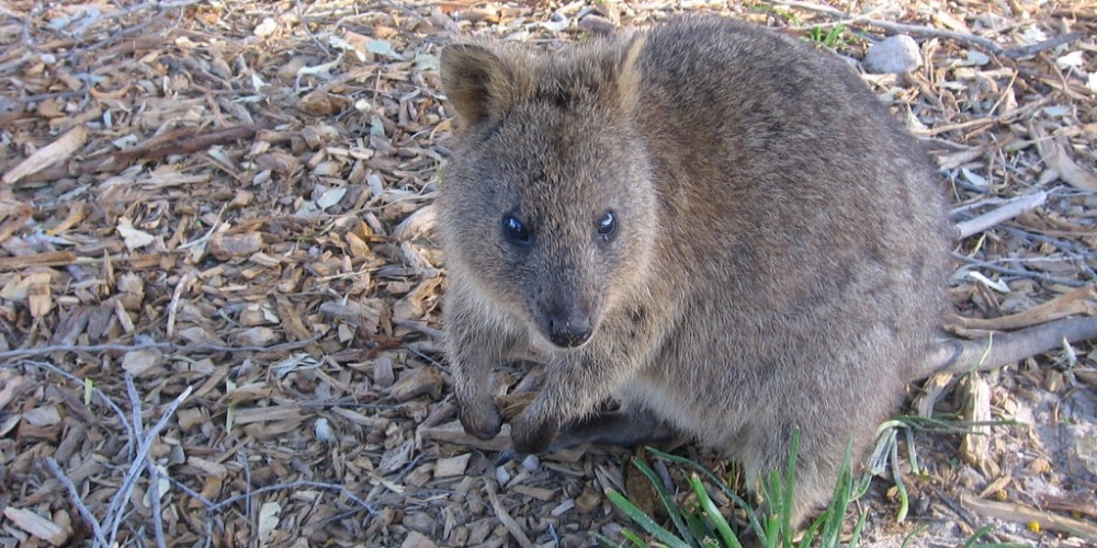 Best Australian Destinations For Animal Lovers