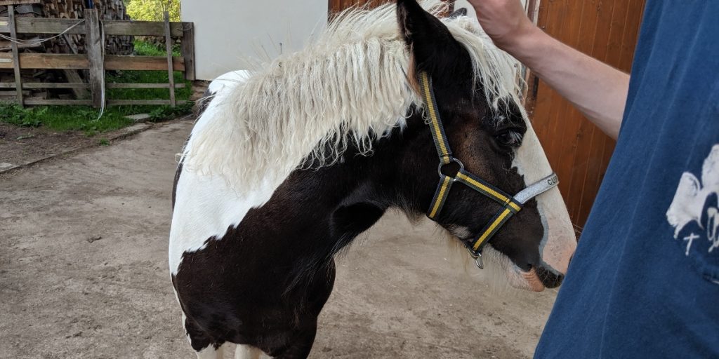 A pony that looks like a Dutch Cow